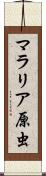 マラリア原虫 Scroll