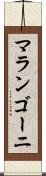マランゴーニ Scroll