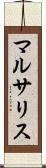 マルサリス Scroll