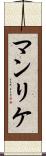 マンリケ Scroll