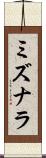 ミズナラ Scroll