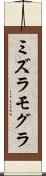 ミズラモグラ Scroll