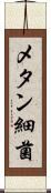 メタン細菌 Scroll