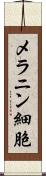メラニン細胞 Scroll