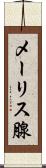 メーリス腺 Scroll