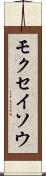 モクセイソウ Scroll