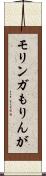 モリンガ Scroll