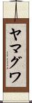 ヤマグワ Scroll