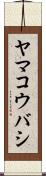 ヤマコウバシ Scroll