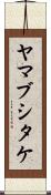 ヤマブシタケ Scroll