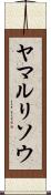 ヤマルリソウ Scroll