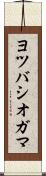 ヨツバシオガマ Scroll