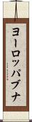 ヨーロッパブナ Scroll