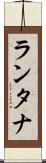 ランタナ Scroll