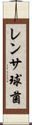 レンサ球菌 Scroll