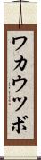 ワカウツボ Scroll