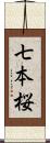 七本桜 Scroll