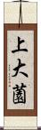 上大薗 Scroll