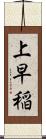 上早稲 Scroll