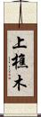 上樵木 Scroll