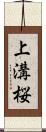 上溝桜 Scroll