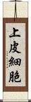 上皮細胞 Scroll