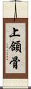 上頜骨 Scroll