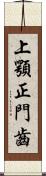 上顎正門齒 Scroll