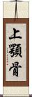 上顎骨 Scroll