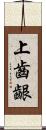 上齒齦 Scroll