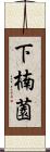 下楠薗 Scroll
