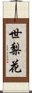 世梨花 Scroll