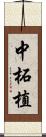 中柘植 Scroll