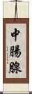 中腸腺 Scroll