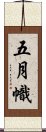 五月幟 Scroll