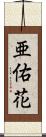 亜佑花 Scroll