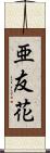 亜友花 Scroll