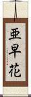 亜早花 Scroll