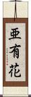亜有花 Scroll