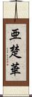 亜楚華 Scroll