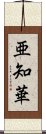 亜知華 Scroll