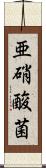 亜硝酸菌 Scroll