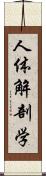 人体解剖学 Scroll