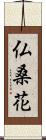 仏桑花 Scroll