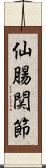 仙腸関節 Scroll