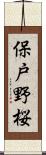 保戸野桜 Scroll