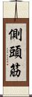 側頭筋 Scroll