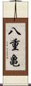 八重亀 Scroll