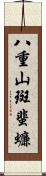 八重山斑蜚蠊 Scroll