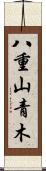 八重山青木 Scroll